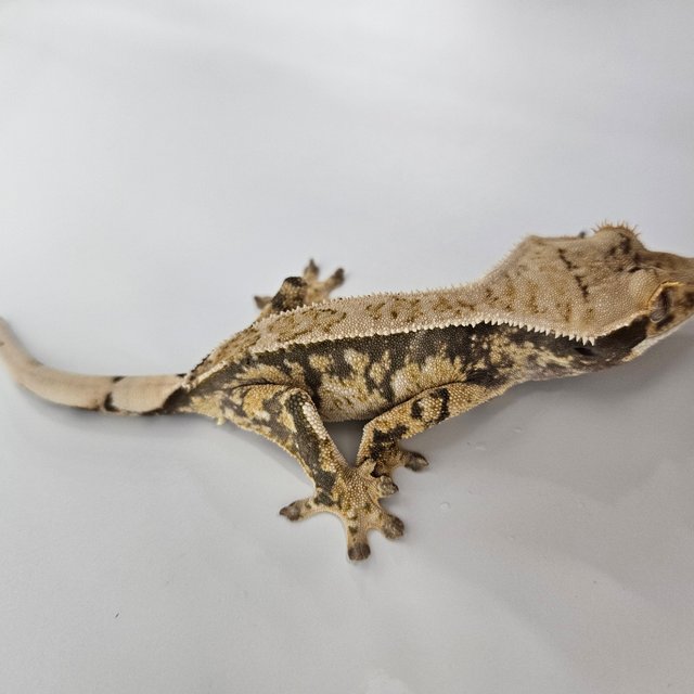 트라이 익스트림할리퀸