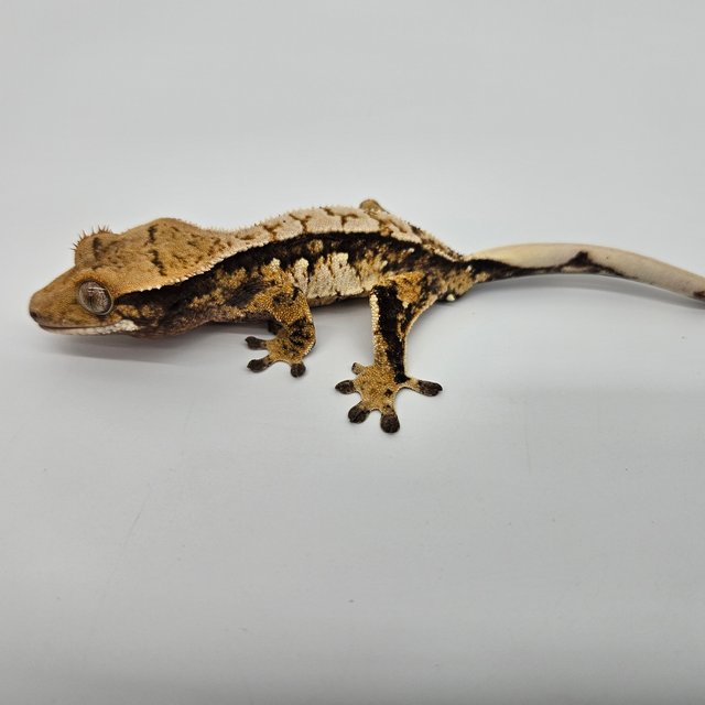 트라이 익스트림할리퀸