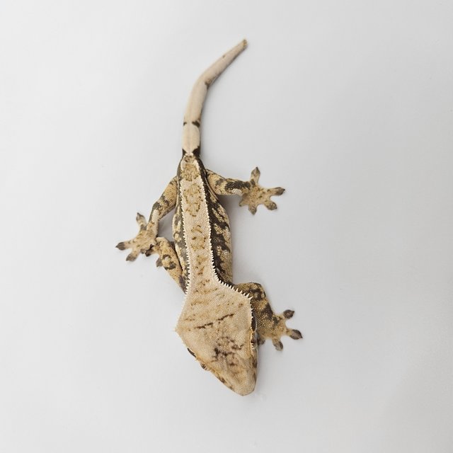 트라이 익스트림할리퀸