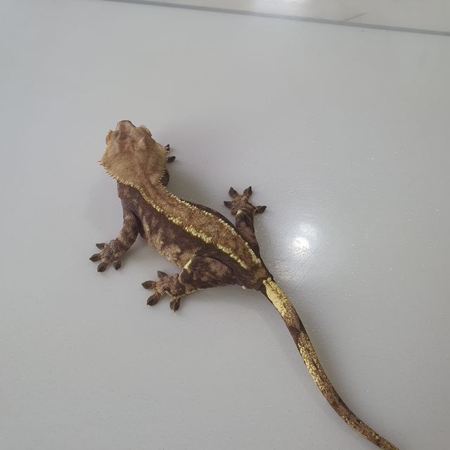노멀
