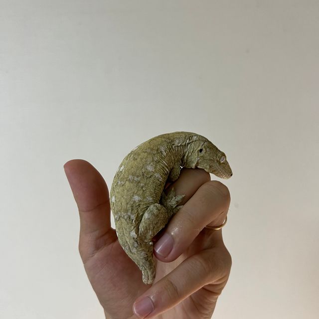 누아나 누아미