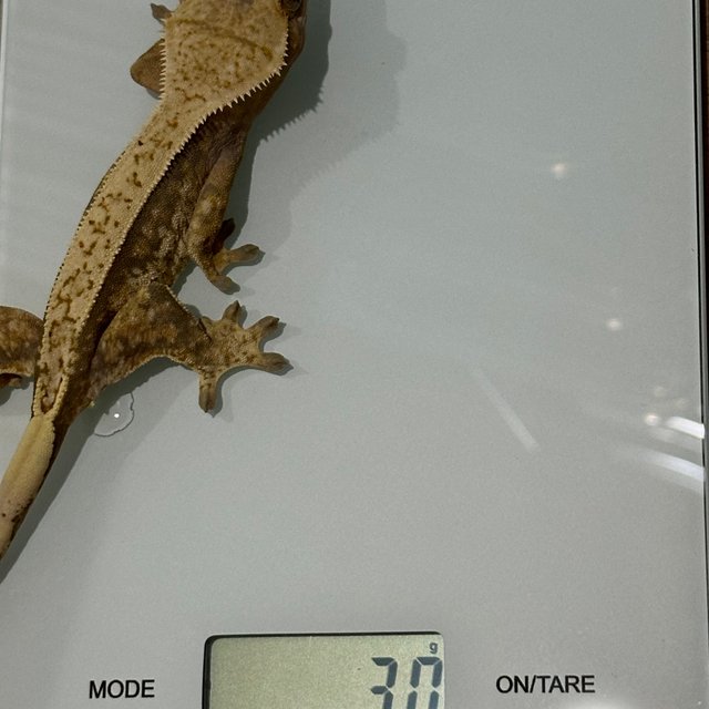 노멀 트라이 익스트림할리퀸 할리퀸