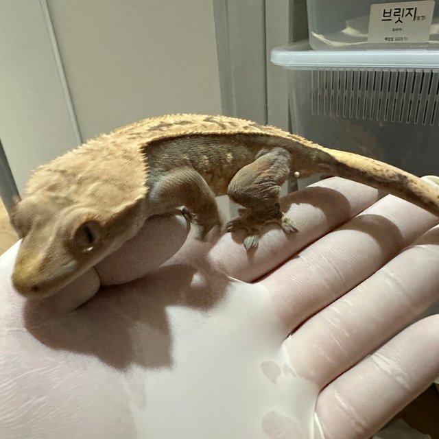 노멀 트라이 풀핀 텐저린