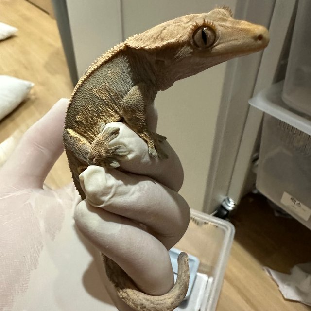 노멀 트라이 풀핀 텐저린