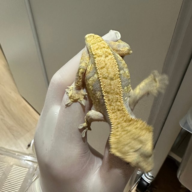 노멀 트라이 익스트림할리퀸 할리퀸