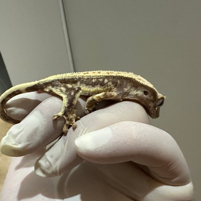 릴리화이트 쿼드 핀스트라이프 화이트스팟 화이트핀 화이트