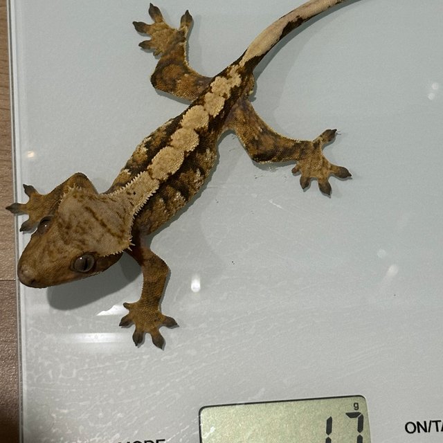 노멀 익스트림할리퀸 할리퀸 텐저린