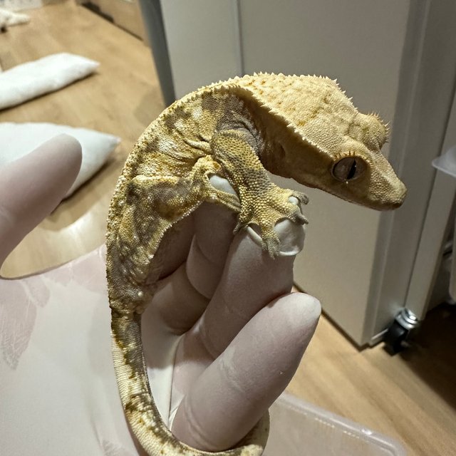 노멀 익스트림할리퀸 할리퀸 트라이