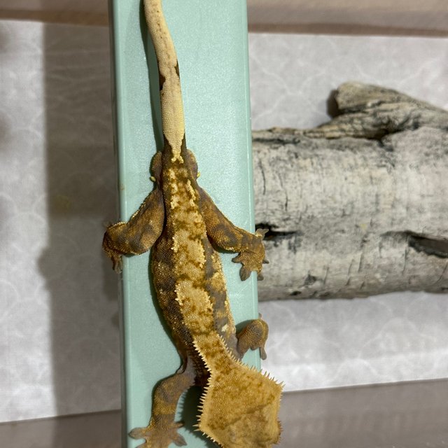 노멀 트라이 할리퀸 익스트림할리퀸