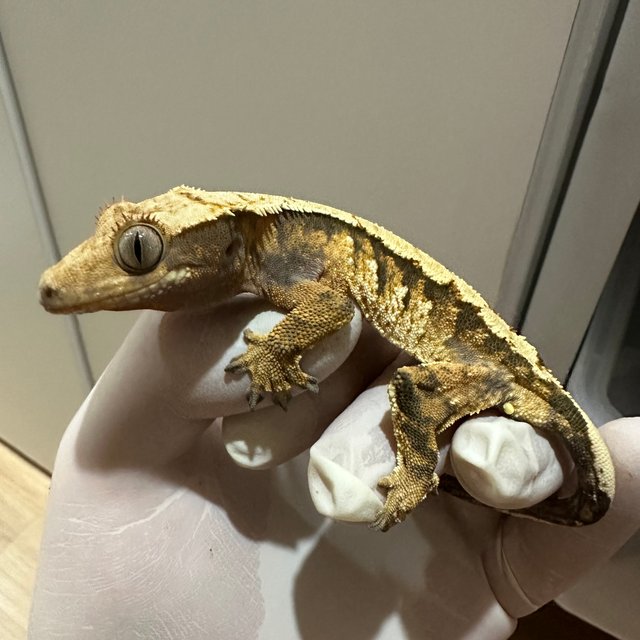 노멀 익스트림할리퀸 할리퀸 텐저린