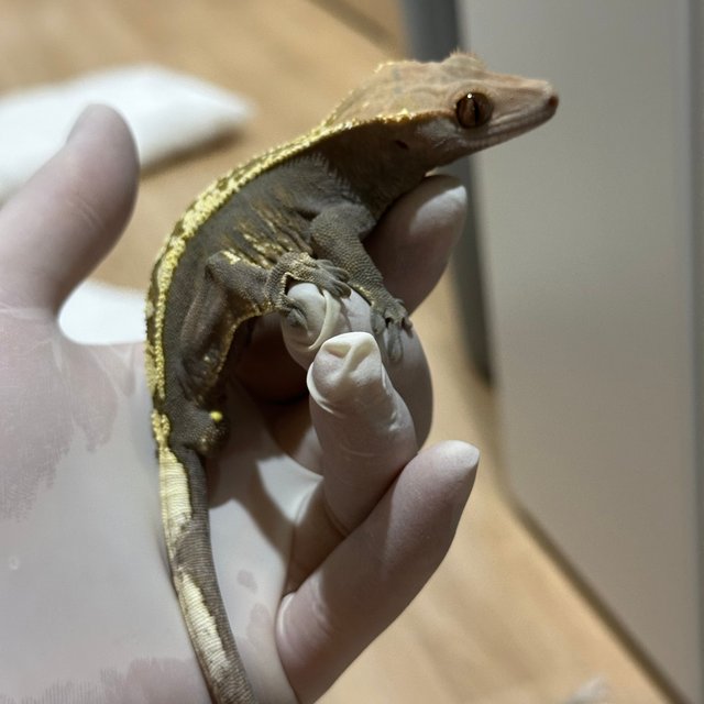 노멀 카푸치노 화이트핀 화이트스팟