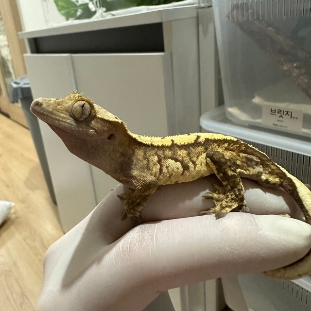 노멀 트라이 익스트림할리퀸 할리퀸 타이거