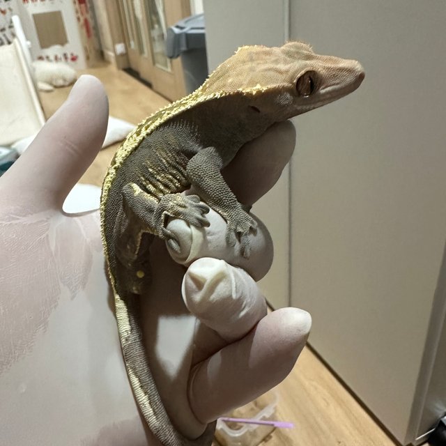 노멀 카푸치노 화이트핀 화이트스팟