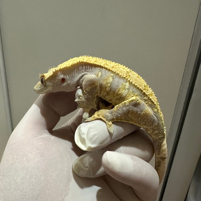 노멀 트라이 익스트림할리퀸 할리퀸