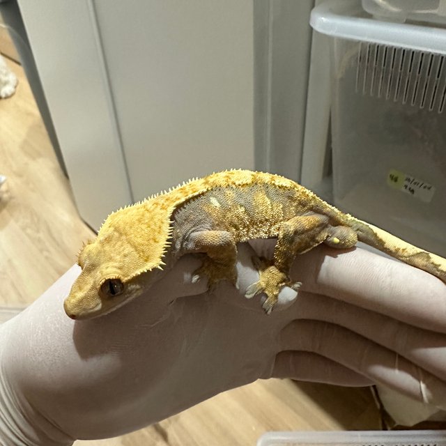 노멀 트라이 할리퀸 익스트림할리퀸