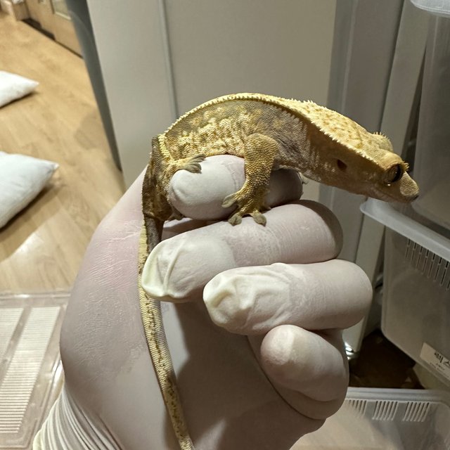 노멀 트라이 익스트림할리퀸 할리퀸