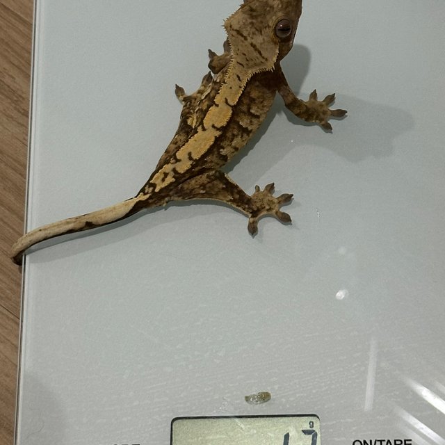 노멀 트라이 익스트림할리퀸 할리퀸 타이거