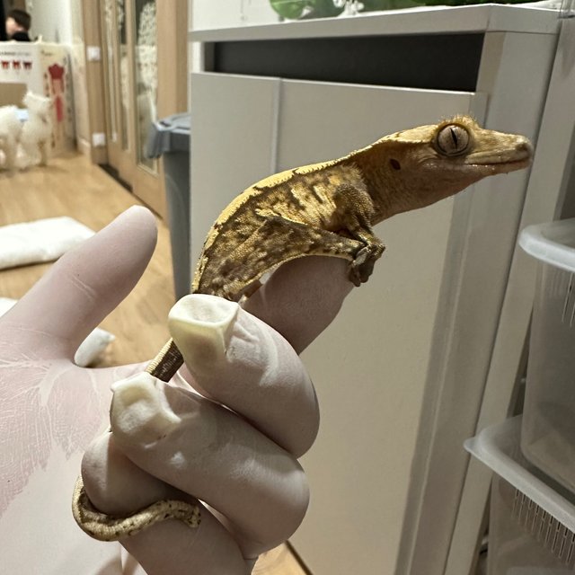 노멀 트라이 익스트림할리퀸 할리퀸 타이거