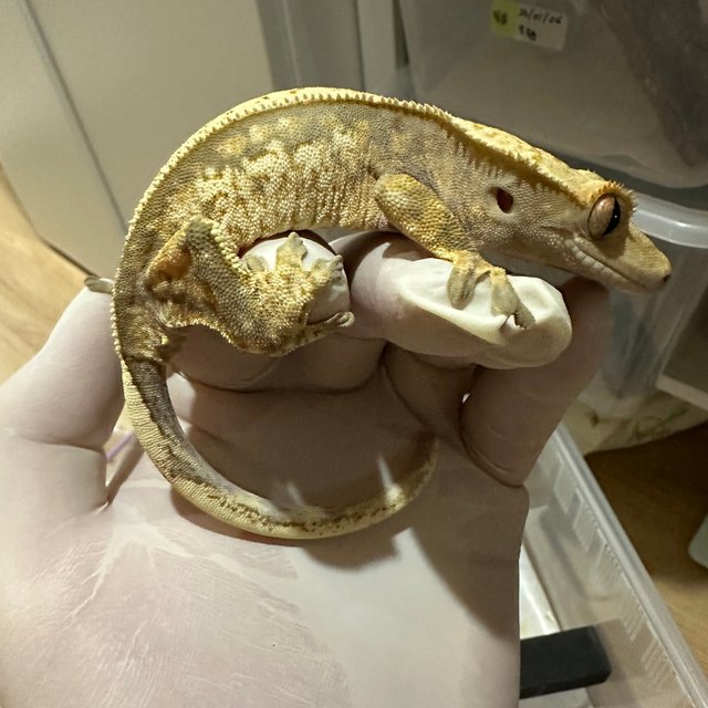 노멀 트라이 익스트림할리퀸 할리퀸