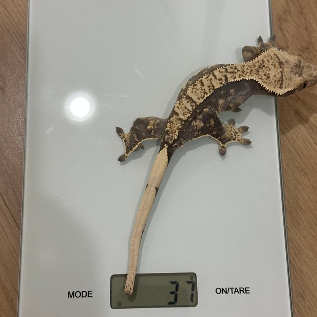 노멀 트라이 다크