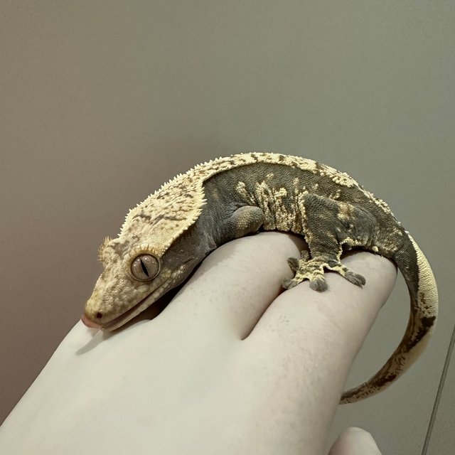 노멀 트라이 다크