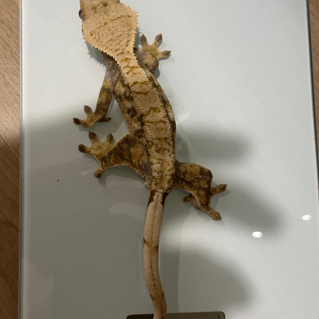 노멀 익스트림할리퀸 할리퀸 트라이