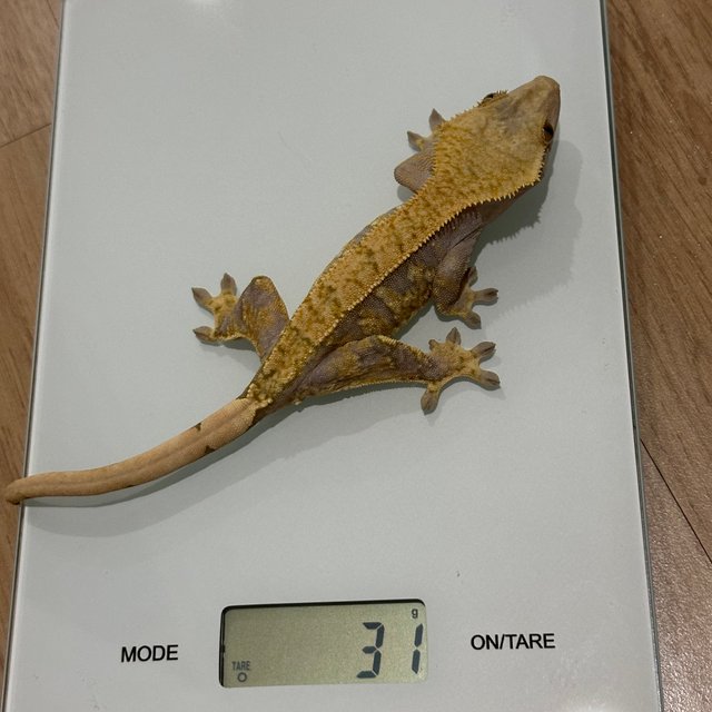 노멀 트라이 익스트림할리퀸 할리퀸