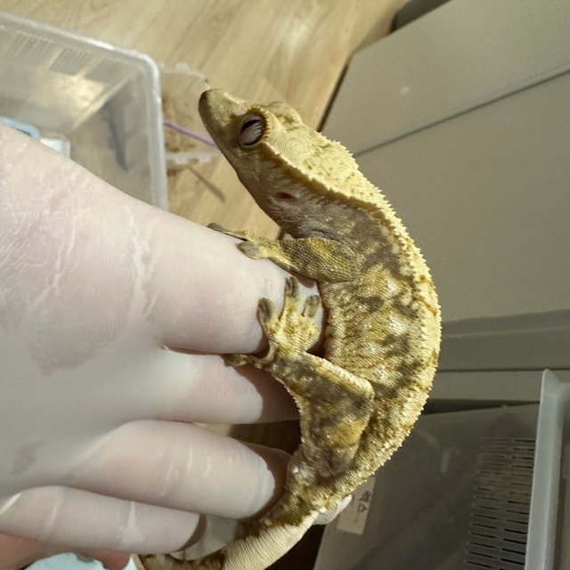 노멀 익스트림할리퀸 할리퀸 트라이