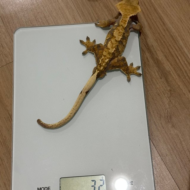 노멀 트라이 할리퀸 익스트림할리퀸