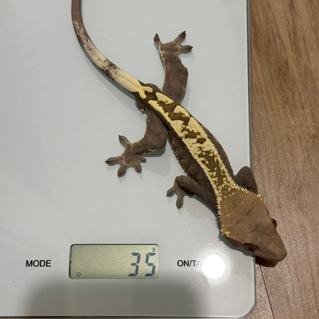 노멀 카푸치노 화이트핀 화이트스팟