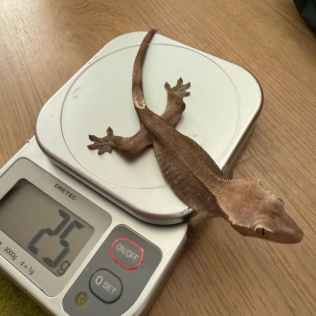 아잔틱