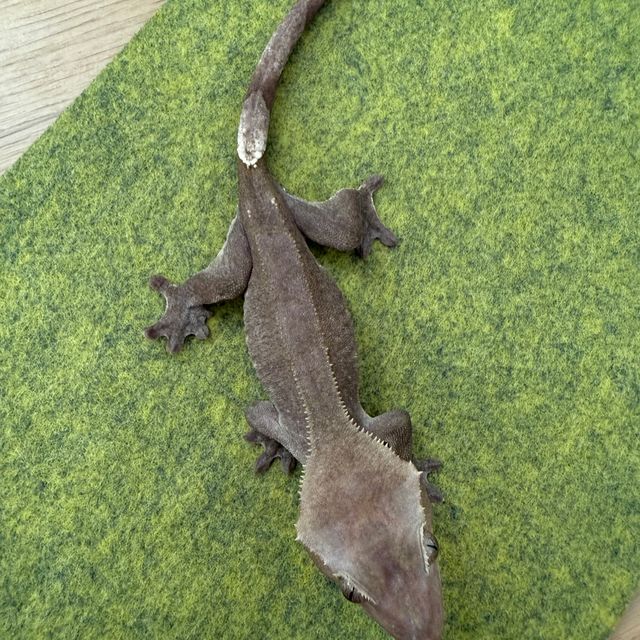 아잔틱