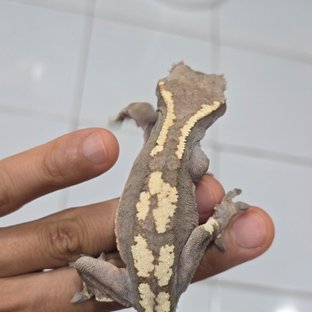 헷세이블모
