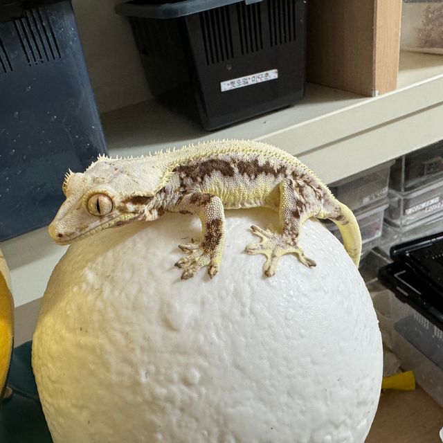 릴리화이트