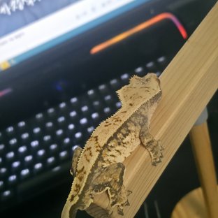 트라이 익스트림할리퀸