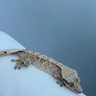 노멀 텐저린 트라이