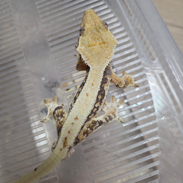 릴리100%헷아잔틱