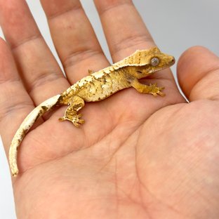 노멀 트라이 익스트림할리퀸 화이트스팟