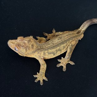 100%헷아잔틱 슈퍼스트라이프 풀핀