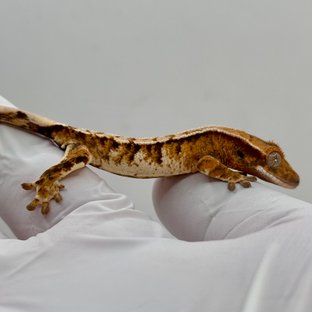 노멀 텐저린 트라이 익스트림할리퀸