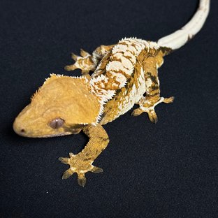 노멀 텐저린 트라이 화이트스팟