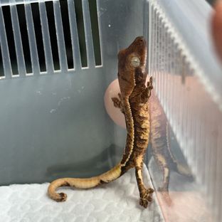 텐저린 트라이 익스트림할리퀸 핀스트라이프