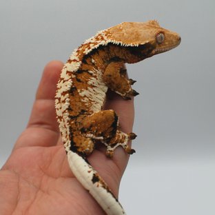 노멀 트라이 익스트림할리퀸 텐저린