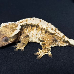 노멀 트라이 드리피 화이트스팟