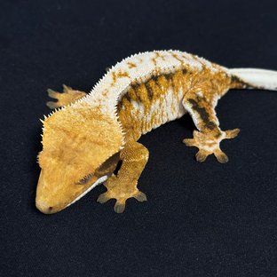 노멀 트라이 익스트림할리퀸 텐저린