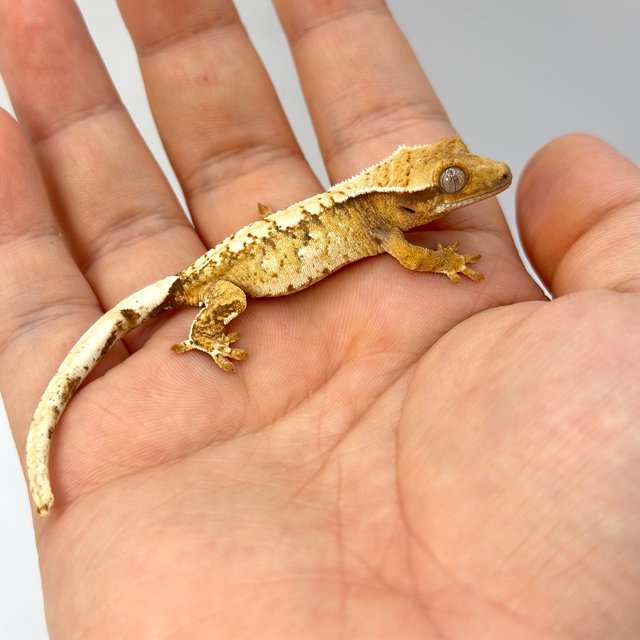 노멀 트라이 익스트림할리퀸 화이트스팟