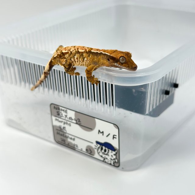 트라이 익스트림할리퀸 텐저린