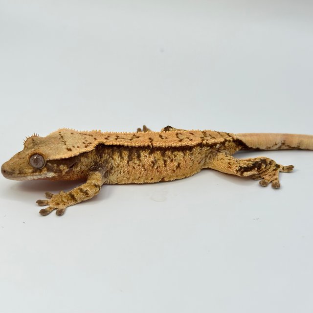 노멀 트라이 화이트스팟