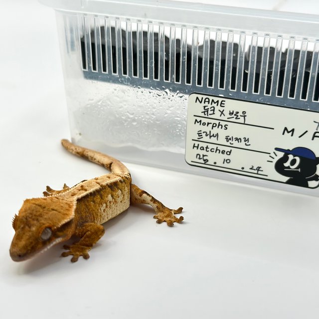 트라이 익스트림할리퀸 텐저린