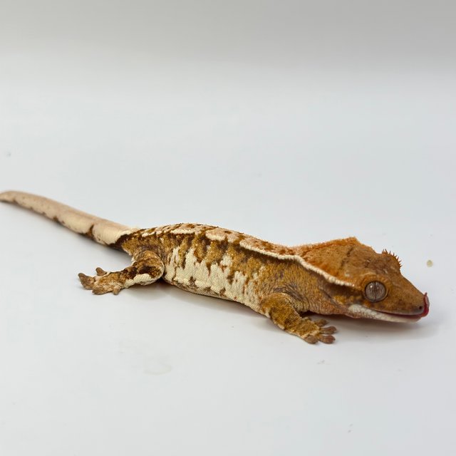 노멀 트라이 익스트림할리퀸 화이트스팟 화이트크라운